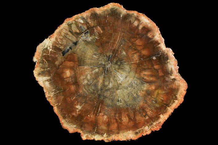 Top Quality Petrified Wood (Araucaria) Slab - Madagascar #158908